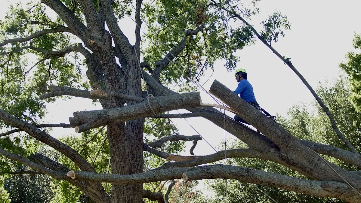 Professional Hazardous Tree Removal performed by certified arborists in Overgaard