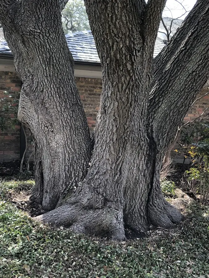 Mature heritage tree close to a Overgaard property cared for by certified arborists