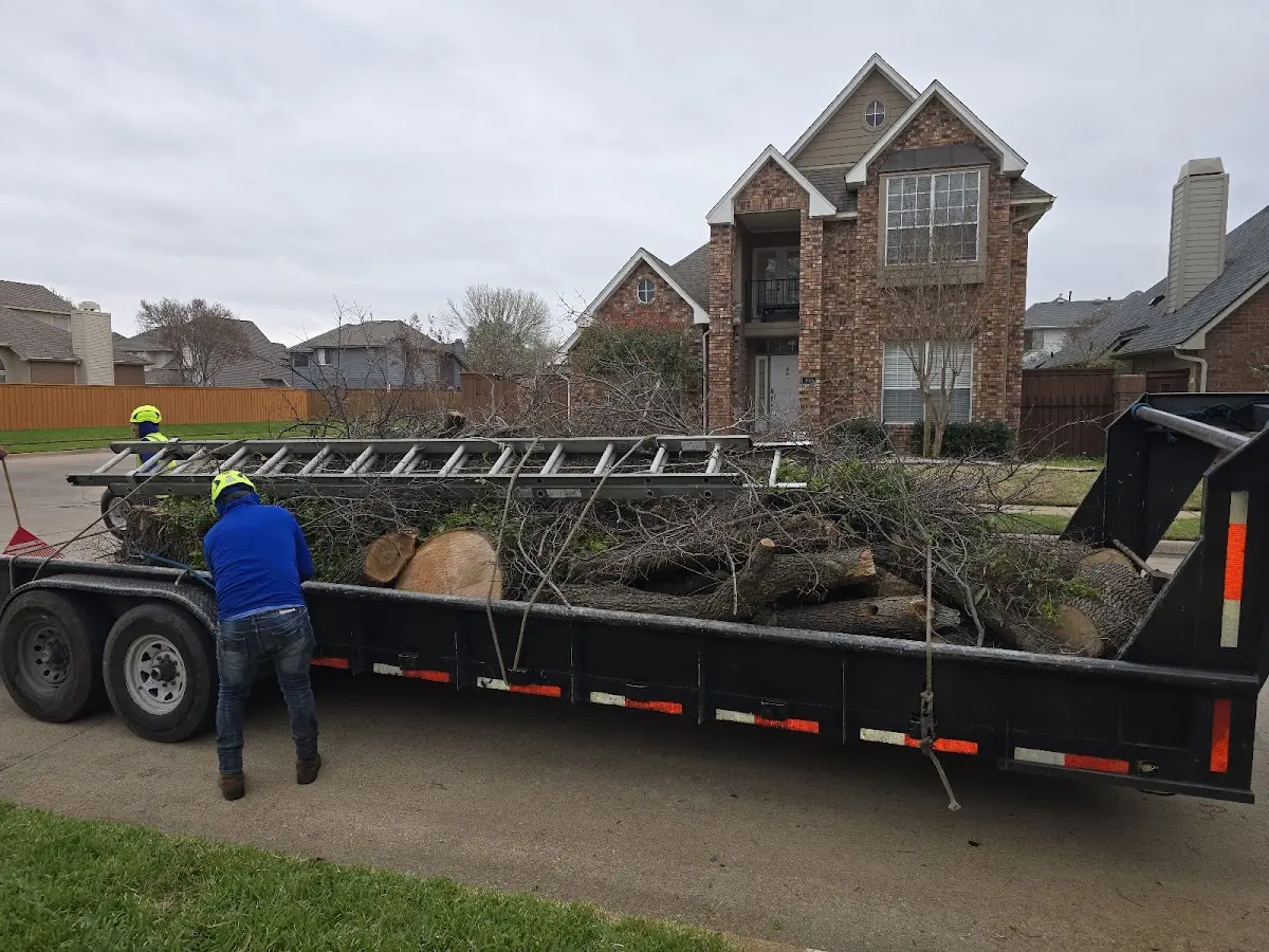 Expert Tree Pest Control with proper safety equipment in Overgaard